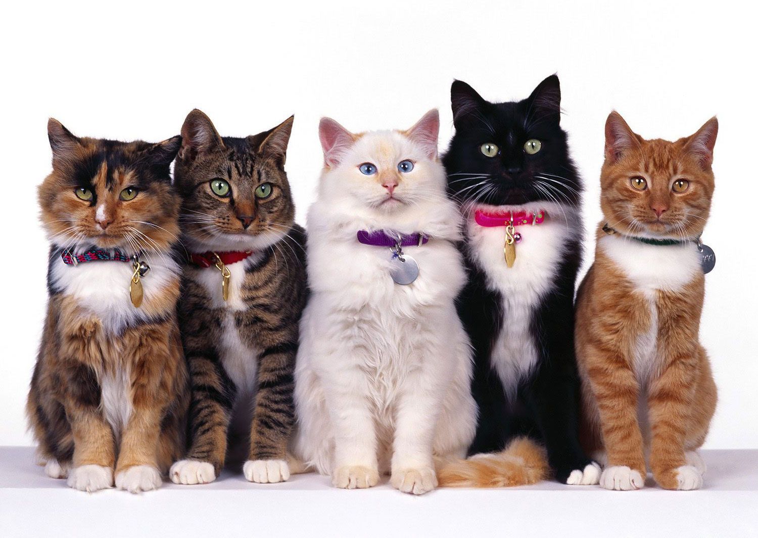 Purina pro plan veterinary alimenti per i gatti pavia lodi e piacenza