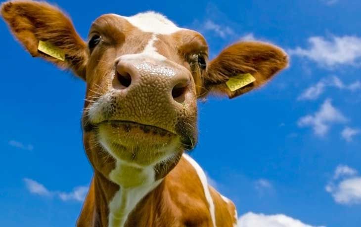 Alimenti professionali perper le vacche da latte e bovini da carnepavia e piacenza